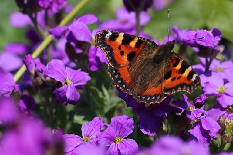 Tortoiseshell Butterfly